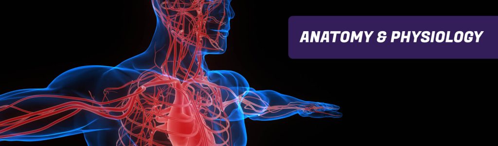 Header for Anatomy & Physiology page.